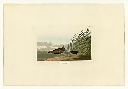 Black Rail