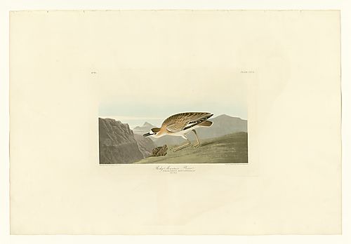 Mountain Plover