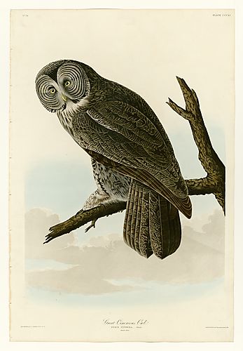 Great Gray Owl