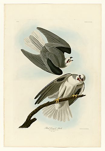 White-tailed Kite or Black-shouldered Kite