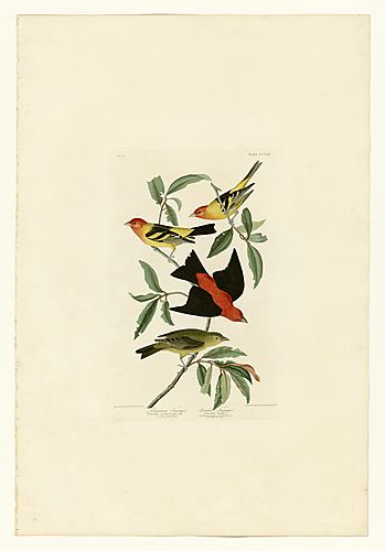 I. Western Tanager