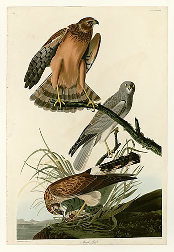 Northern Harrier