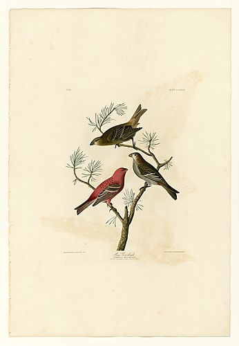 Pine Grosbeak