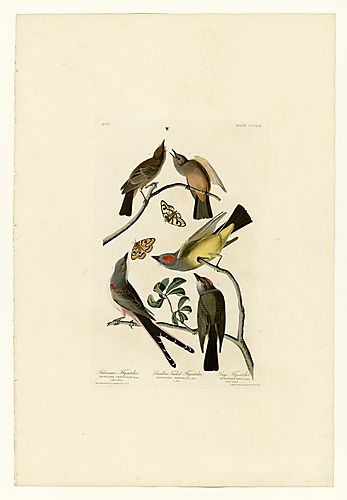 I. Western Kingbird; 2. Scissor-tailed Flycatcher; 3. Say's Phoebe