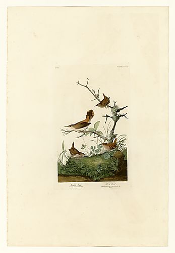 I. Winter Wren; 2. Rock Wren