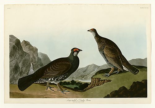 Blue Grouse