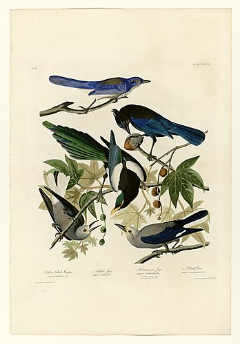4. Clark's Nutcracker