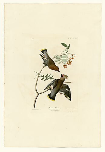 Bohemian Waxwing