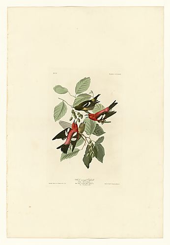 White-winged Crossbill