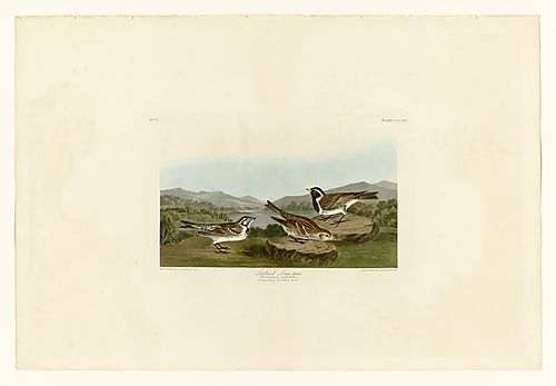 Lapland Long-spur
