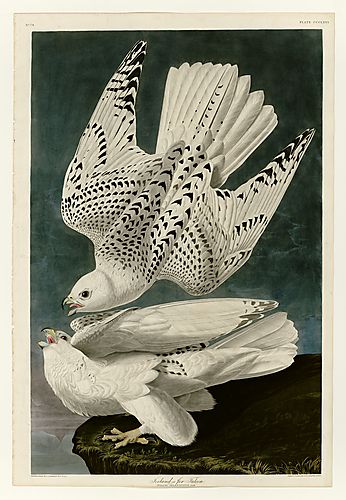 Gyrfalcon