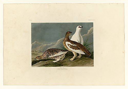 Rock Ptarmigan