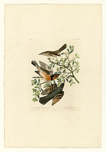 I. Sage Thrasher