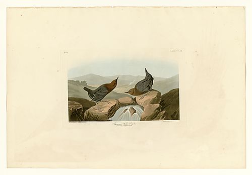 American Dipper
