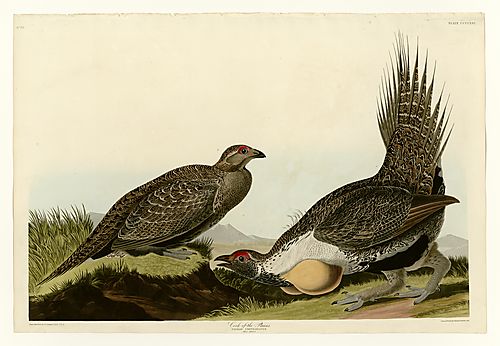 Sage Grouse
