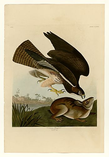 Swainson's Hawk