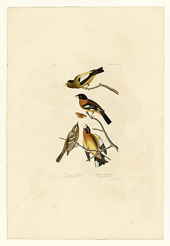 2. Black-headed Grosbeak