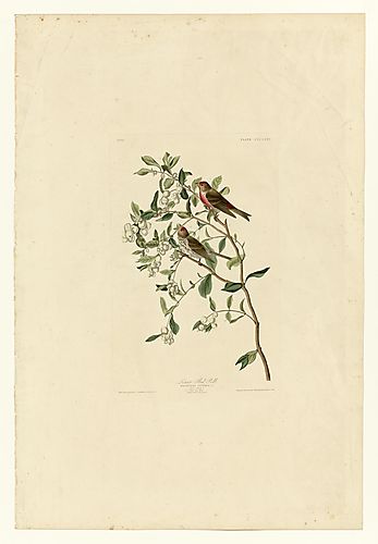 Common Redpoll