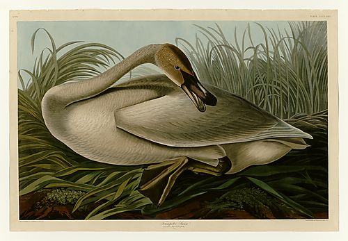 Trumpeter Swan