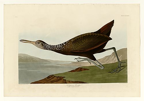 Limpkin