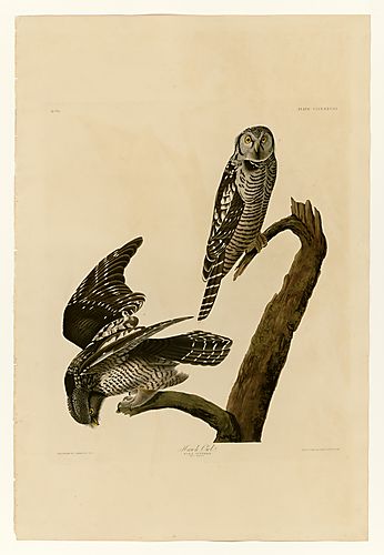 Northern Hawk Owl
