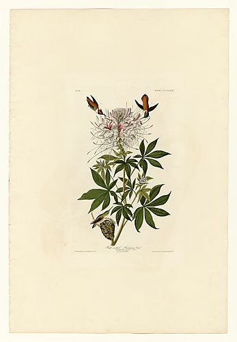Rufous Hummingbird