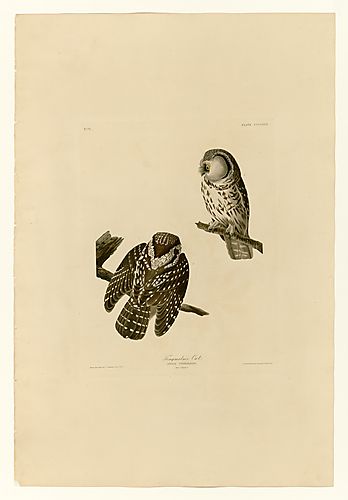 Boreal Owl