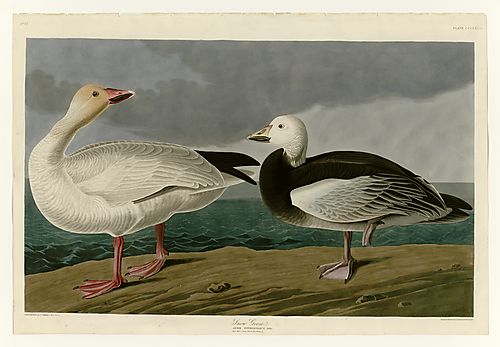 Snow Goose