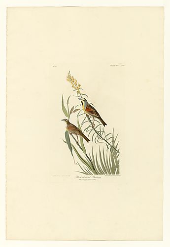 Dickcissel
