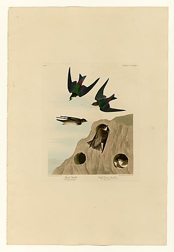 I. Bank Swallow; 2. Violet-green Swallow
