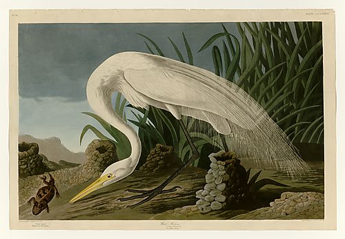Great Egret, American Egret, Common Egret