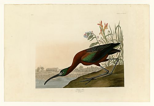 Glossy Ibis