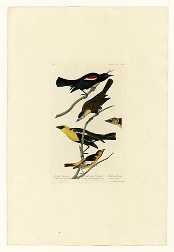 I. Tricolored Blackbird; 2. Yellow-headed Blackbird; 3. Northern Oriole