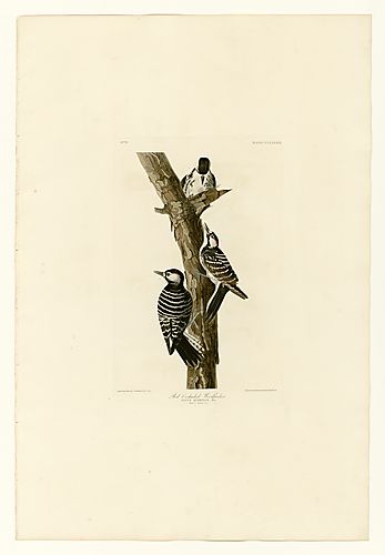 Red-Cockaded Woodpecker