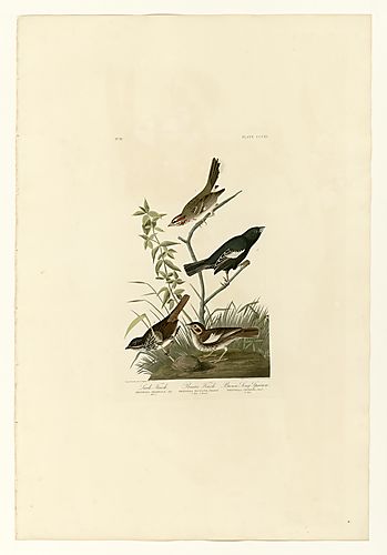 I. Lark Sparrow; 2. Lark Bunting; 3. Song Sparrow