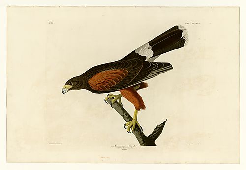 Harris's Hawk