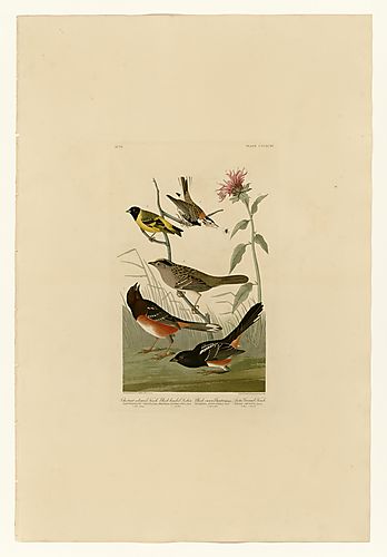 I. Chestnut-collared Longspur; 2. Hooded Siskin; 3. Golden-crowned Sparrow; 4. Eastern Towhee