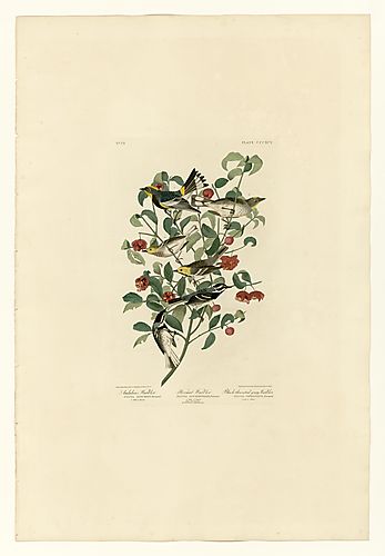 I. Yellow-rumpled Warbler or Myrtle Warbler