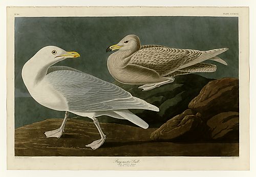 Glaucous Gull