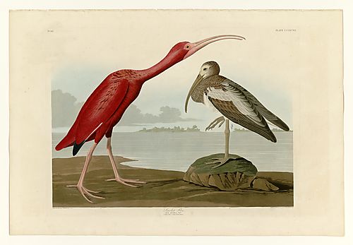 Scarlet Ibis