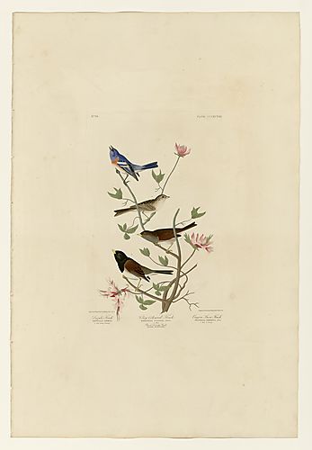 I. Lazuli Finch; 2. Clay-coloured Finch; 3. Oregon Snow Finch; I. Lazuli Bunting; 2. Clay-colored Sparrow; 3. Dark-eyed Junco