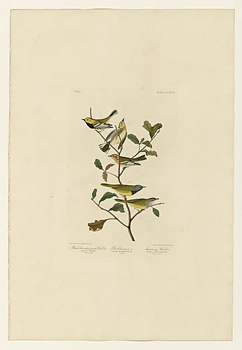 I. Blackburnian Warbler; 3. MacGillivray's Warbler