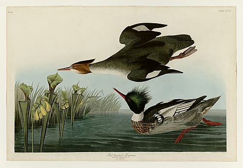 Red-breasted Merganser