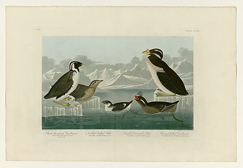 I. Ancient Murrelet; 2. Least Auklet; 3. Crested Auklet; 4. Rhinoceros Auklet