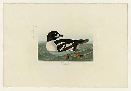 Barrow's Goldeneye