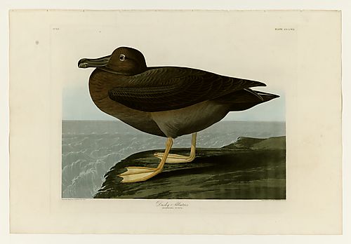 Light-mantled Albatross or Light-mantled Sooty Albatross
