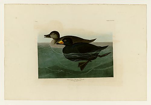Black Scoter