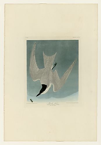 Gull-billed Tern