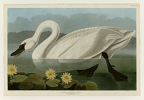 Tundra Swan