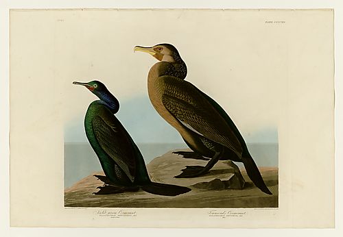 I. Pelagic Cormorant; 2. Brandt's Cormorant
